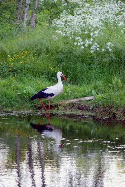 Cicogna bianca — Foto Stock