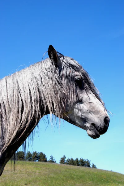 Chudák kůň — Stock fotografie