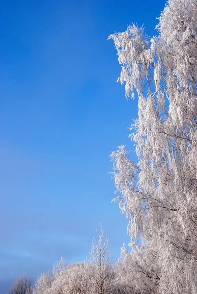 白い霜 — ストック写真