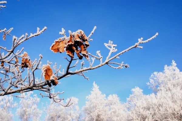 Vintern gren med några lämnar vänster — Stockfoto