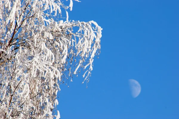 Vit frost — Stockfoto