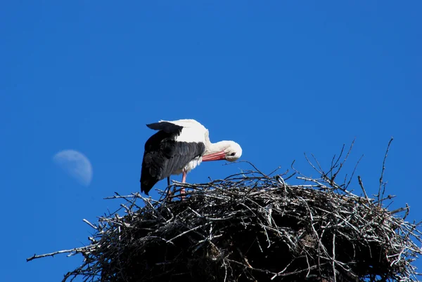 Stork white — Stock Photo, Image