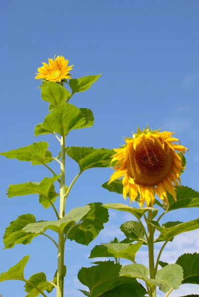 Málo slunečnice — Stock fotografie