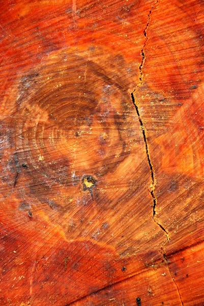 오리 나무를 잘라 — 스톡 사진