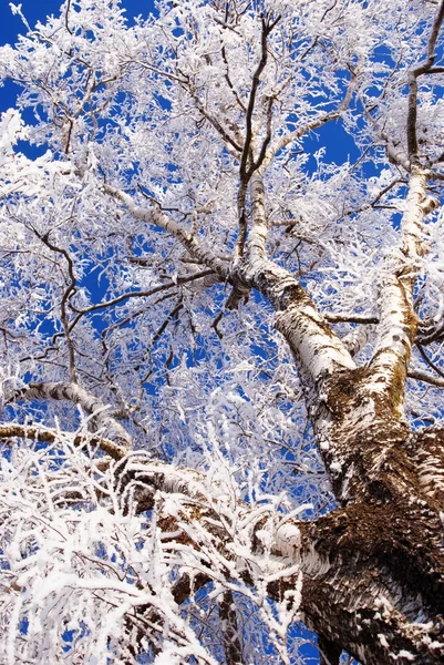 Bílá frost — Stock fotografie