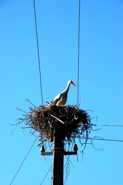 White stork nest — Stock Photo, Image