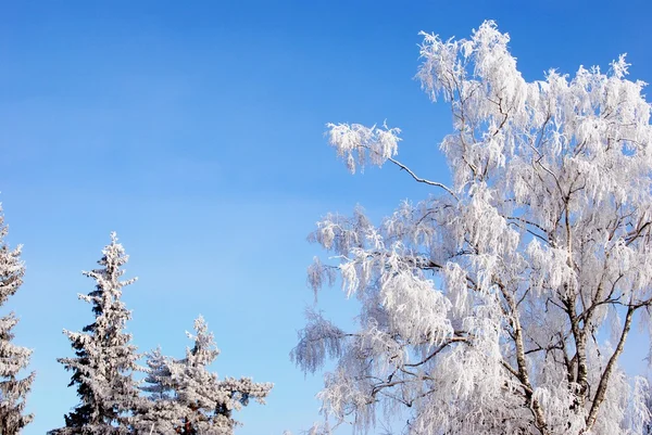 霜で覆われた木 — ストック写真