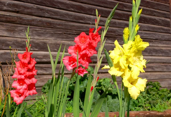 Multicolored gladioli — Stock Photo, Image