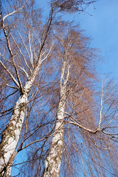 Birches without leaves — Stock Photo, Image