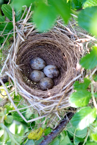 Sparlitzer Nest mit Eiern — Stockfoto