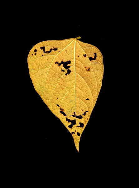 Осенний цветной лист — стоковое фото