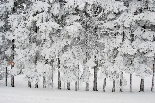 Rijkelijk frosted bomen — Stockfoto
