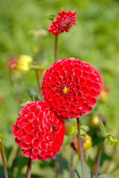Röd dahlia blommor — Stockfoto