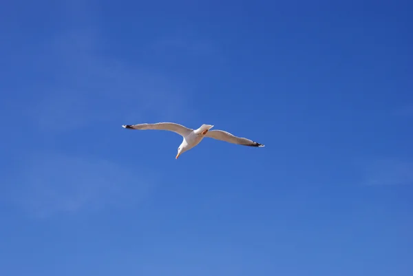 Vliegende witte meeuw — Stockfoto