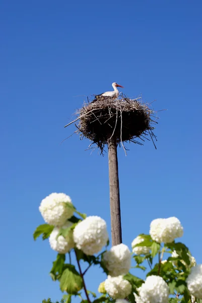 Cigüeña bebé en el nido — Foto de Stock