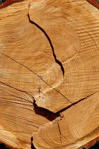 Texture di quercia tagliata — Foto Stock