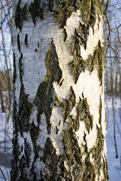 Texture della corteccia di tronco di betulla — Foto Stock