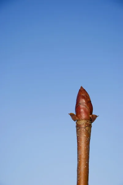 Akçaağaç bud — Stok fotoğraf