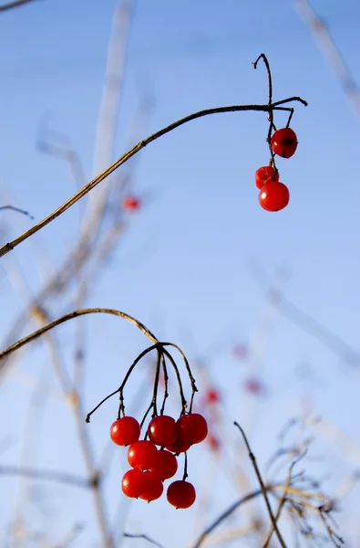 Bagas de viburnum vermelhas no inverno — Fotografia de Stock