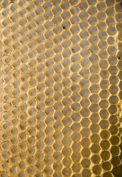 Siatka o strukturze plastra miodu — Zdjęcie stockowe