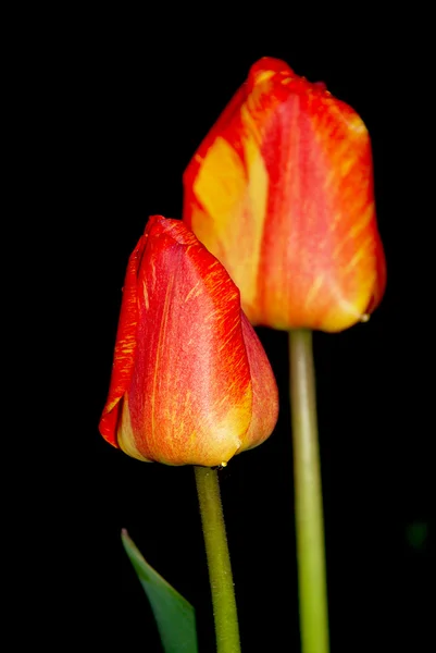 Tulip merah — Stok Foto