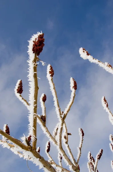 Замороженные ветви на растении — стоковое фото