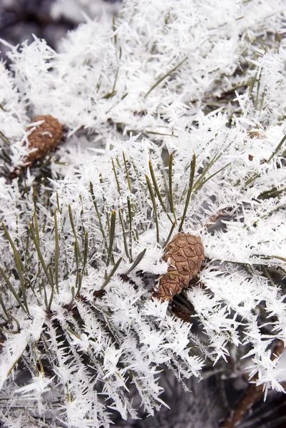 Frosted pine branches and cones — Stock Photo, Image