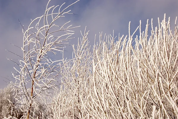 Frostat trädgrenar — Stockfoto