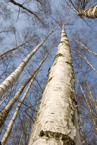 Huş ağacı dalları — Stok fotoğraf