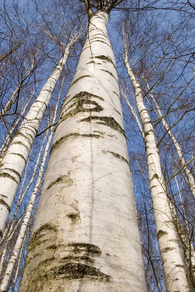 Birch trunks — Stock Photo, Image