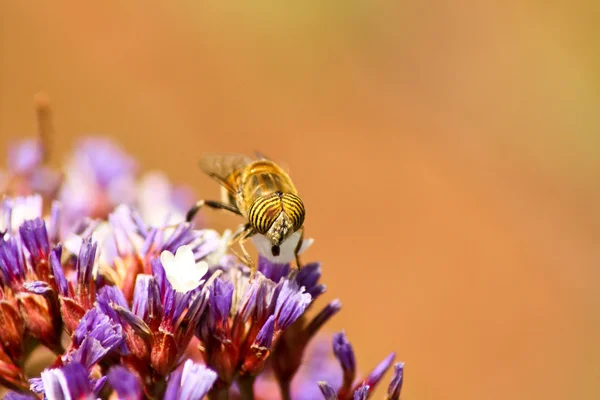 Stock image Bee on flower