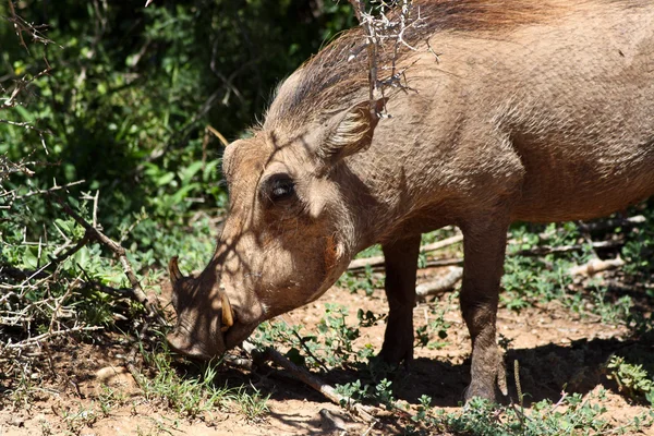 stock image Bushpig