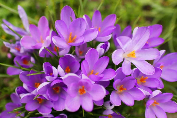 stock image Closeup lilac wild flower on the field