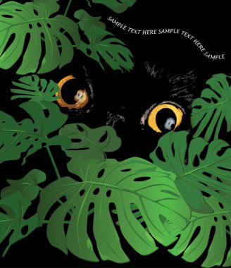 Black wild cat lurking behind tropical foliage flower monstera, watching potential prey clipart