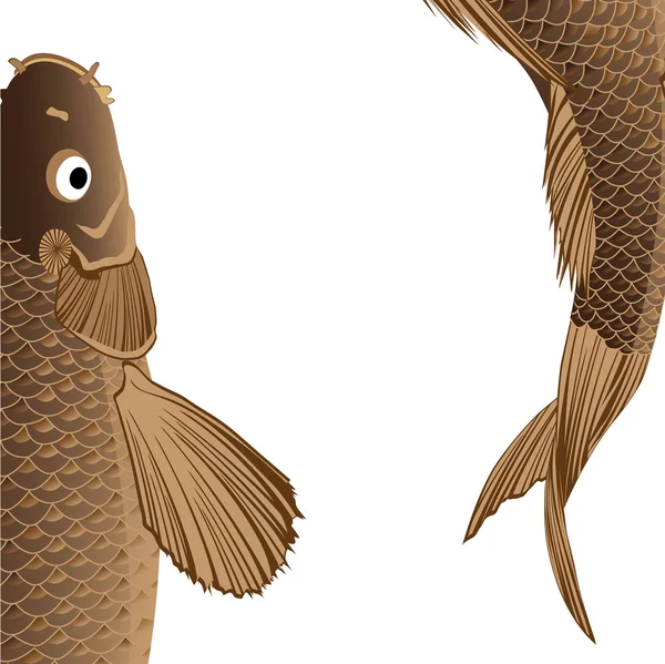 Composition of two carp — Stock Vector