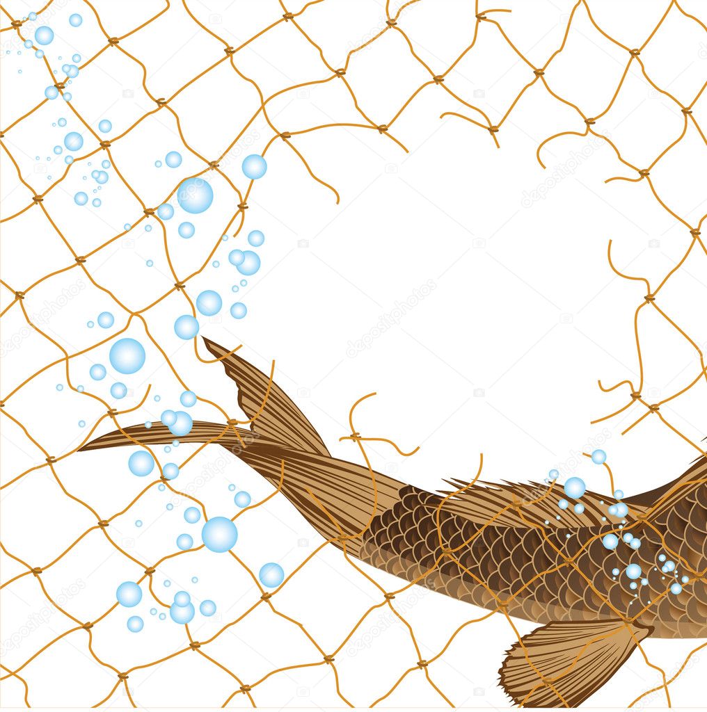 River carp caught in fishing nets, showing its tail, fins and scales