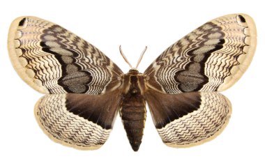 beautiful moth opened its huge wings to fly clipart