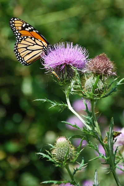 Bunter Schmetterling Auf Den Blumen — Stockfoto