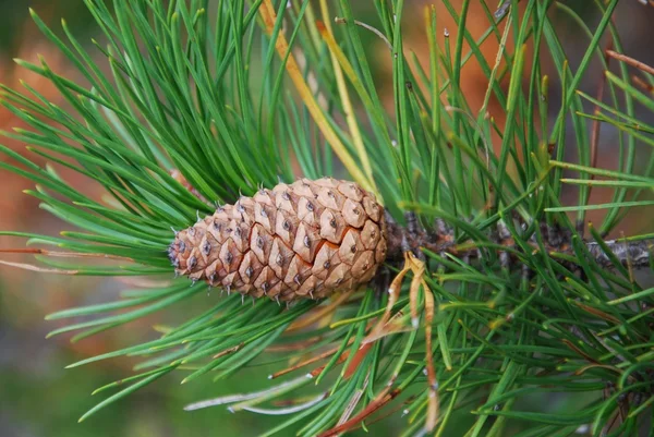 Close Photo Pine Cones — Stock Photo, Image