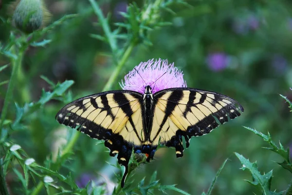 モナーク蝶の花の上 — ストック写真