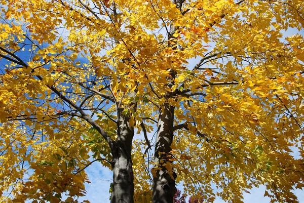 ツリーの秋pád stromu — ストック写真