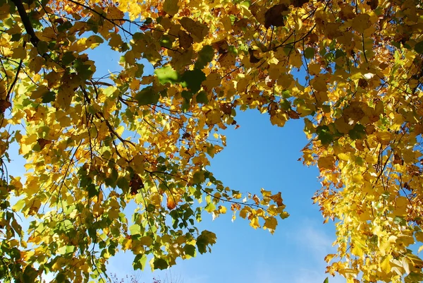 Bulutlar Renk Ağaçlarda Sonbaharda Gökyüzü — Stok fotoğraf