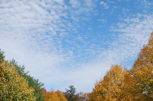Himmel Mit Wolken Und Bunten Bäumen Herbst — Stockfoto