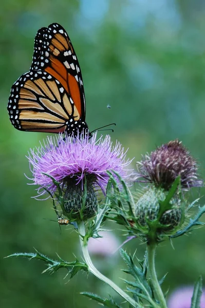 モナーク蝶の花の上 — ストック写真