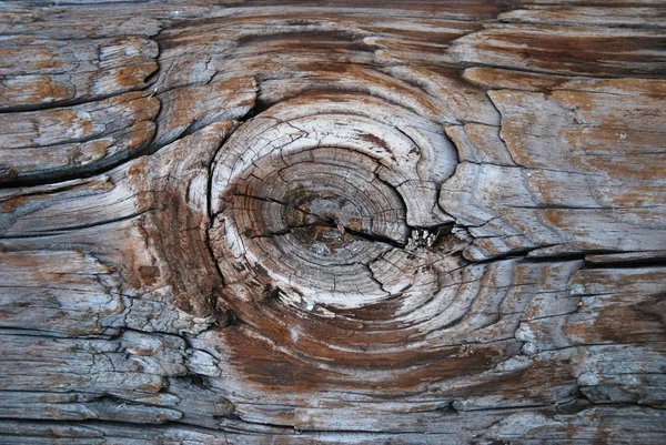 Closeup Wood Texture Old Tree — Stock Photo, Image