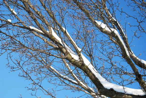 Primeros Planos Ramas Árboles Cubiertas Nieve —  Fotos de Stock
