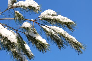 Pine branches clipart