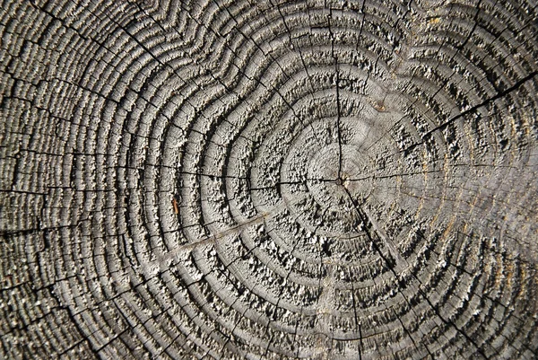 Крупним Планом Текстура Дерева Старому Дереві — стокове фото