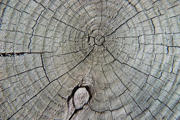 Closeup Textura Madeira Árvore Velha — Fotografia de Stock