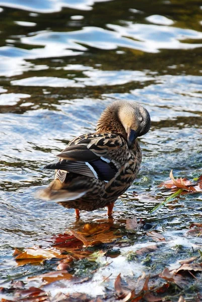 在秋天的湖上的野鸭 — 图库照片